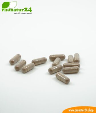 OPC grape seed extract high-dose with 250 mg OPC, 90 vegetarian capsules